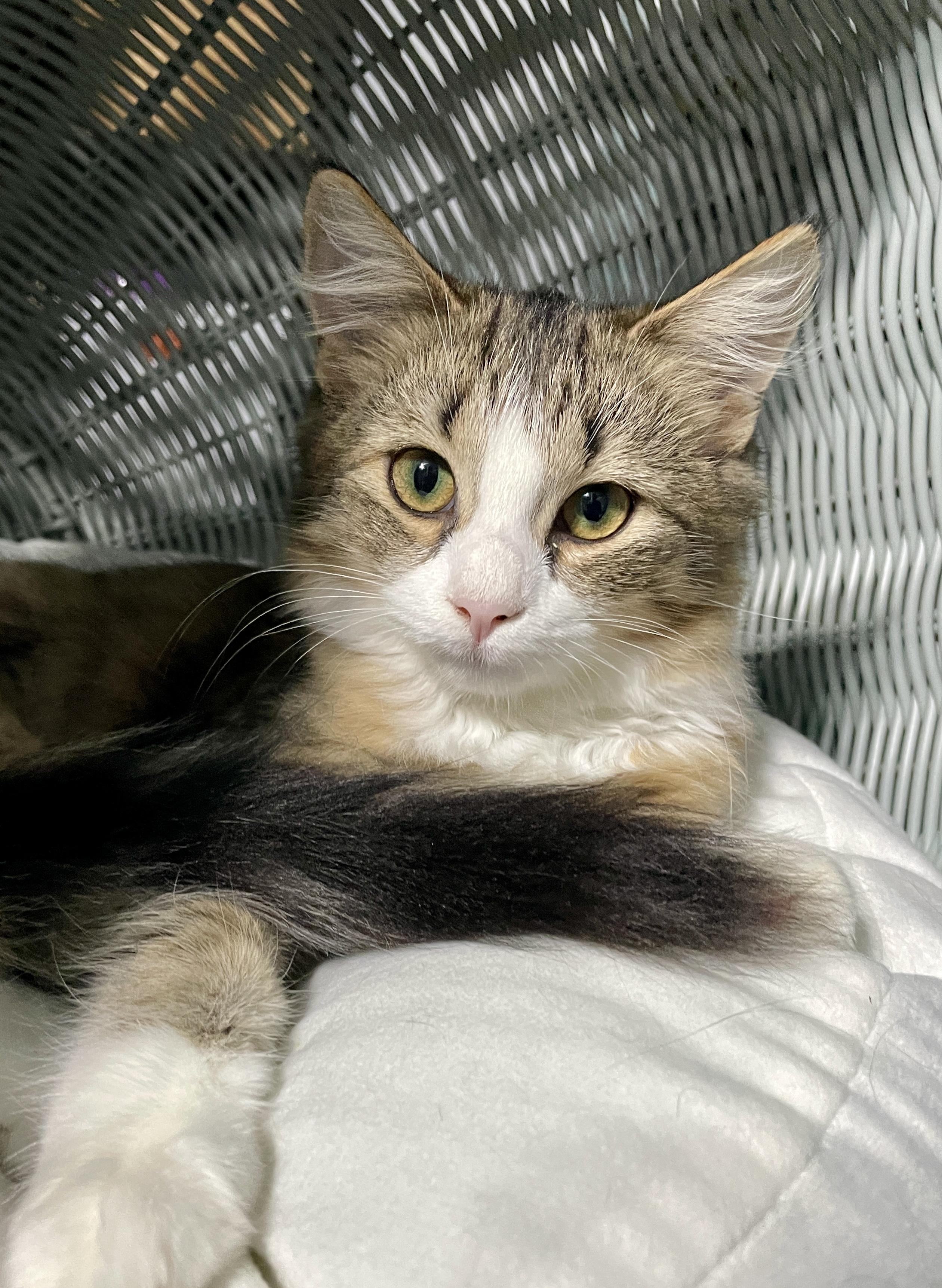 Dixie, Adoptable, Kitten Female Domestic Medium Hair.