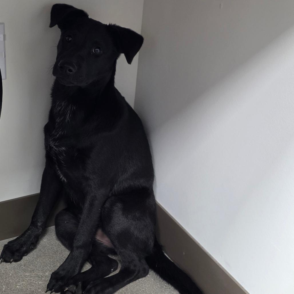 Enlarge Eerie, a Adoptable mixed breed in Sand Springs, OK image 1/1