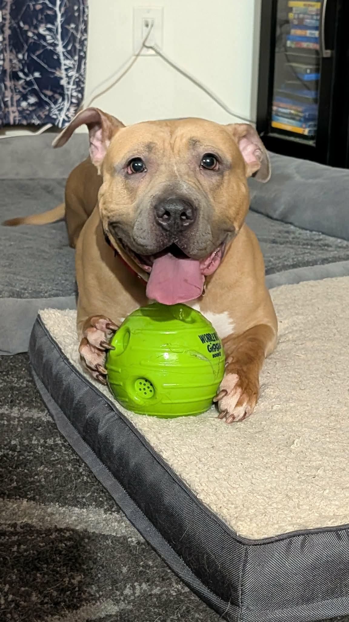 Enlarge Toffee, a ADOPTABLE mixed breed in Clay, NY image 4/4