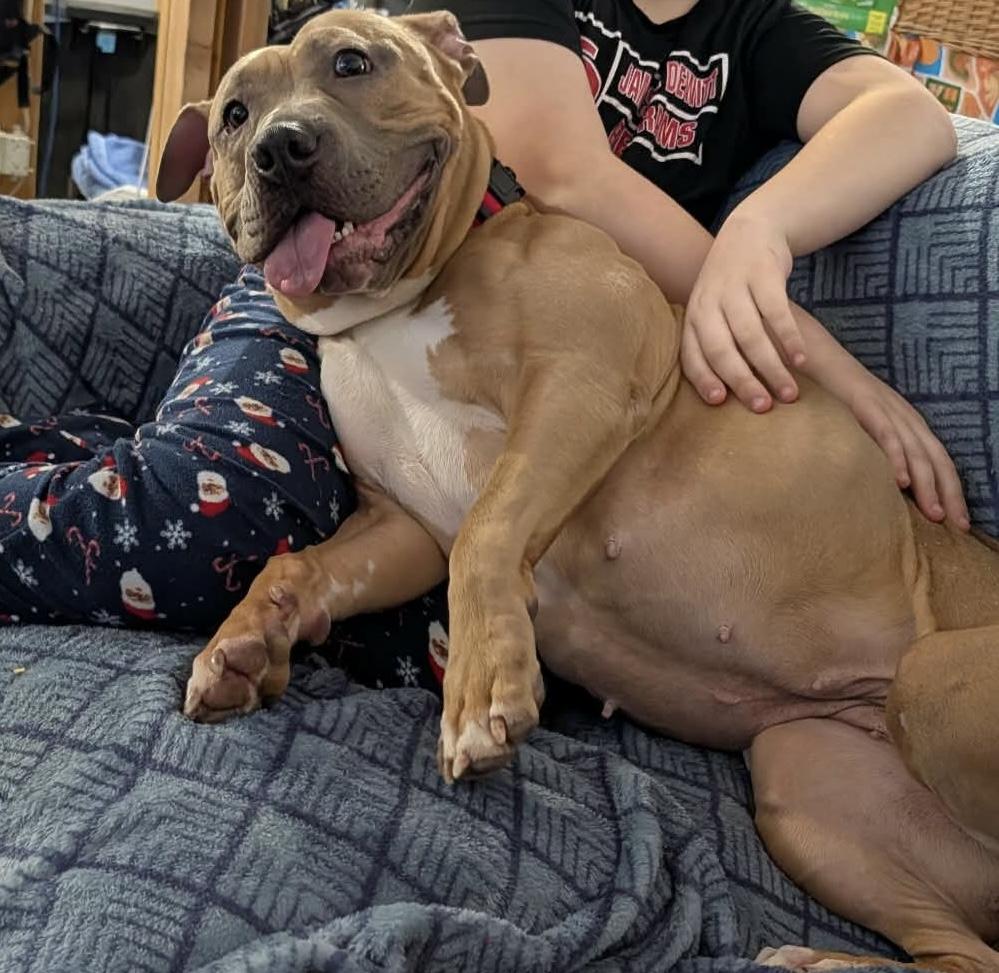 Toffee, ADOPTABLE, Adult Female Pit Bull Terrier.