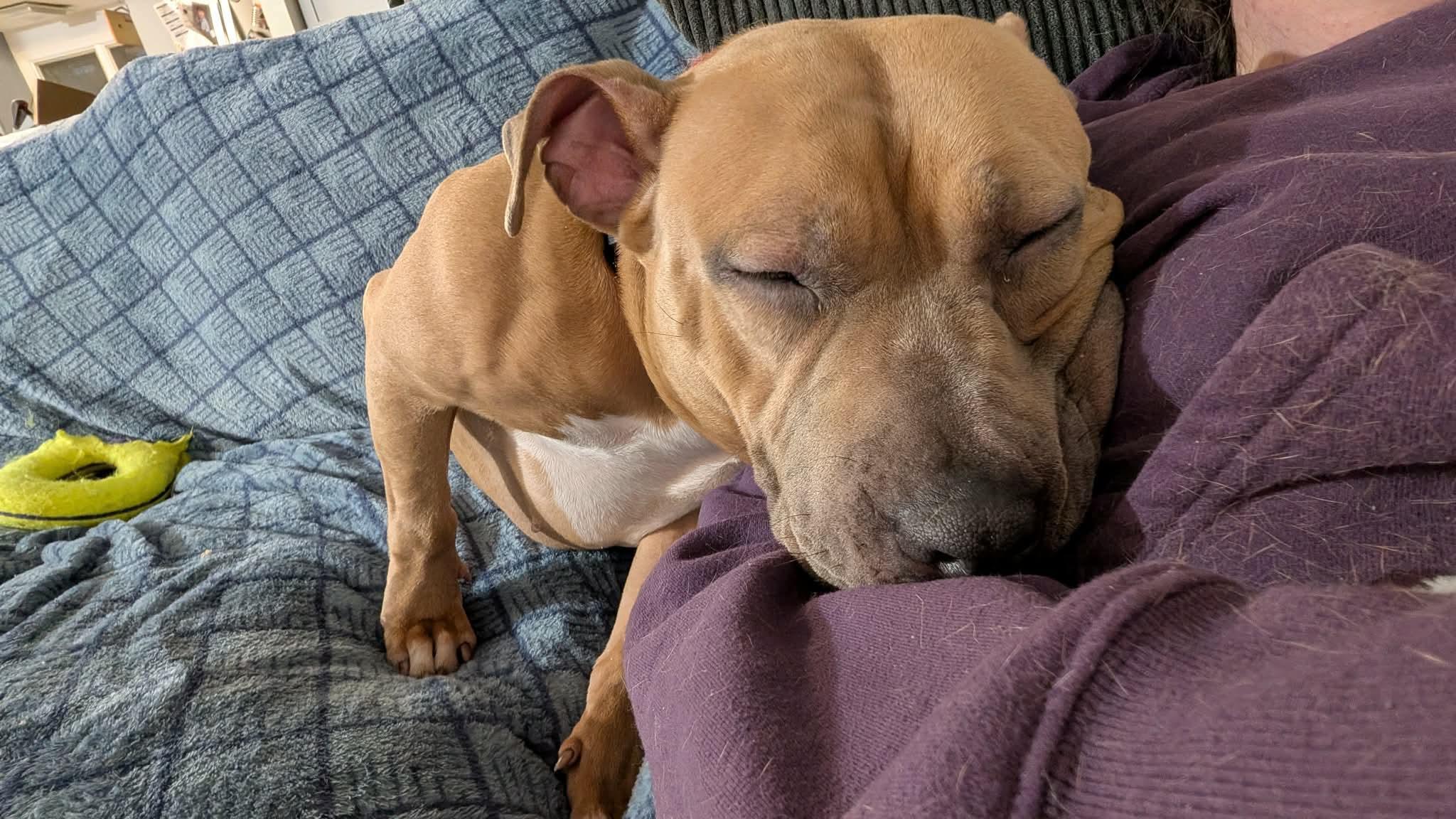 Enlarge Toffee, a ADOPTABLE mixed breed in Clay, NY image 3/4