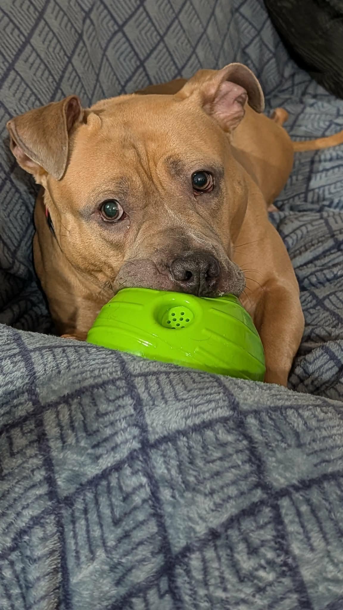 Enlarge Toffee, a ADOPTABLE mixed breed in Clay, NY image 2/4