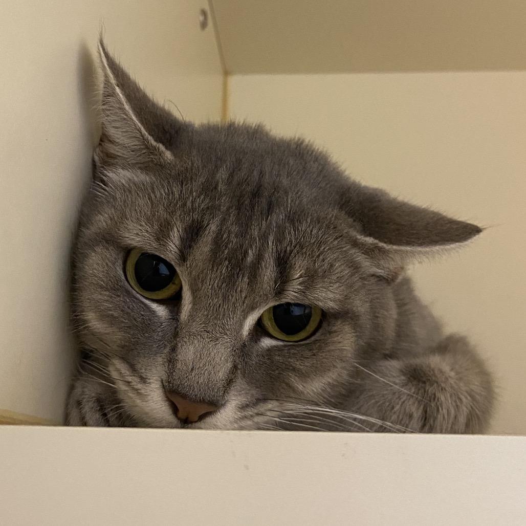 Sylvia, Adoptable, Young Female Domestic Short Hair.