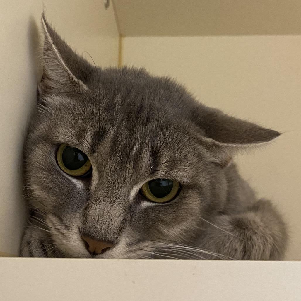 Enlarge Sylvia, a Adoptable Domestic Short Hair in Dayton, OH image 2/2
