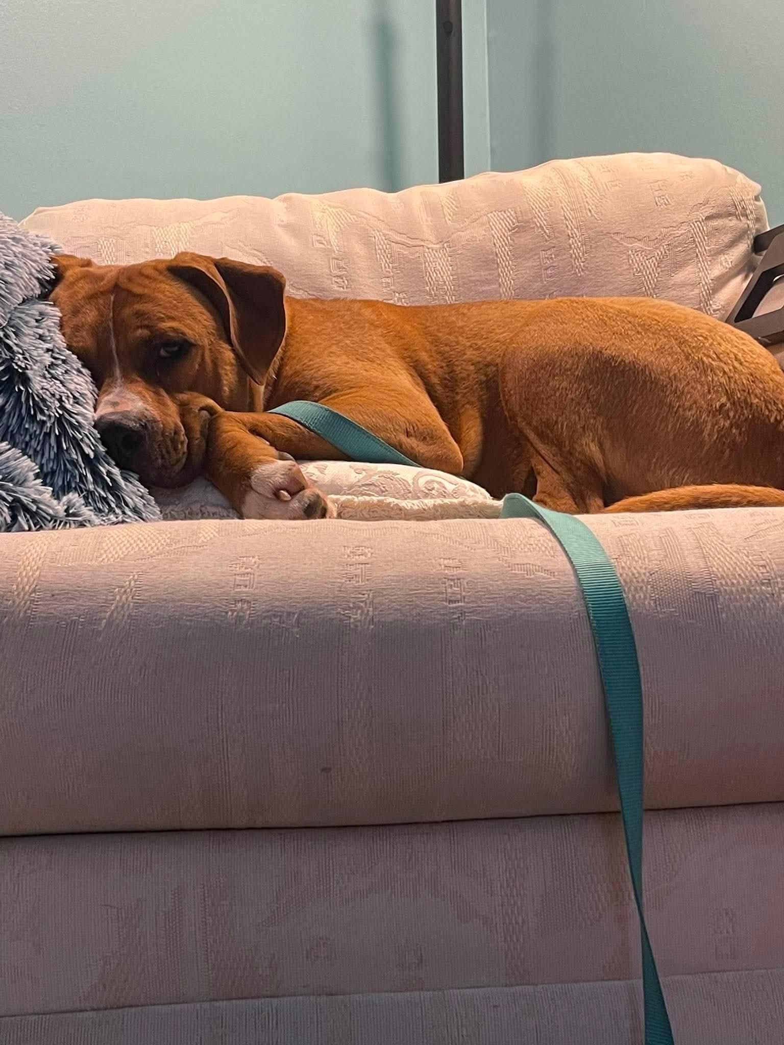 Enlarge Fairy Dust, a Adoptable Mixed Breed in Marshall, NC image 2/6