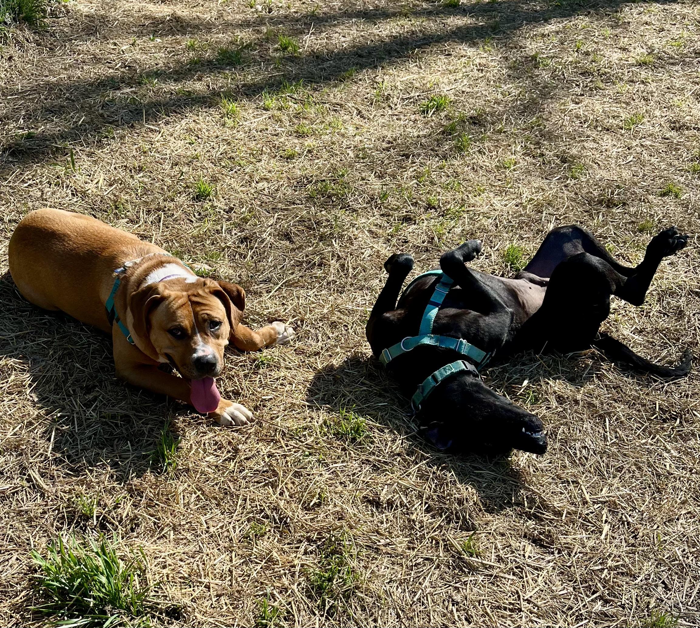 Fairy Dust, a Adoptable Mixed Breed in Marshall, NC image 3/6