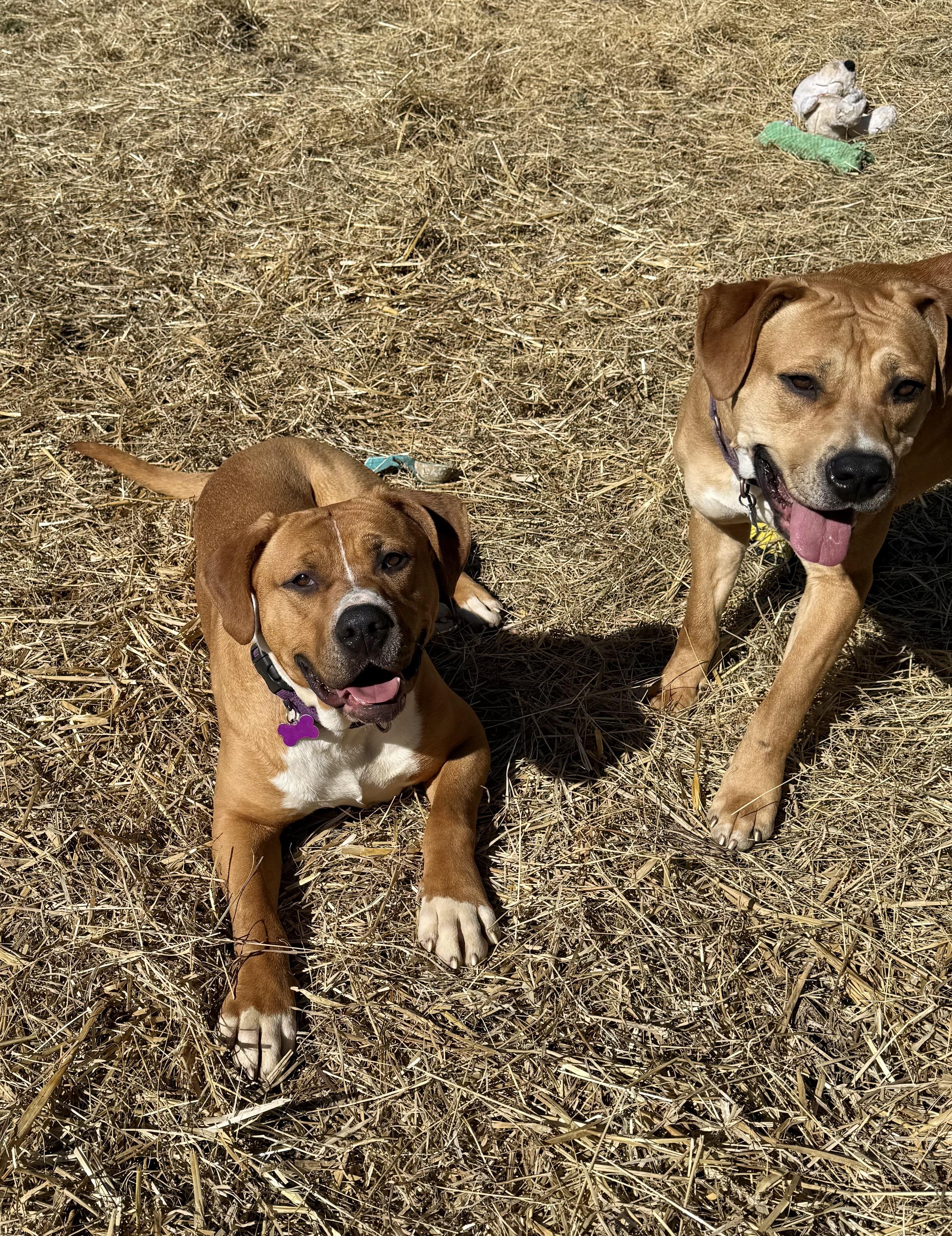 Enlarge Fairy Dust, a Adoptable Mixed Breed in Marshall, NC image 6/6