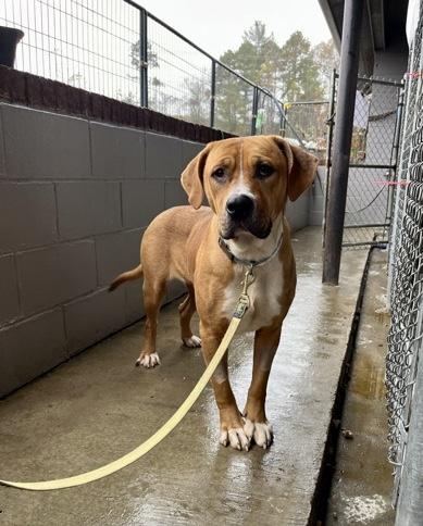 Fairy Dust, a Adoptable Mixed Breed in Marshall, NC image 2/5