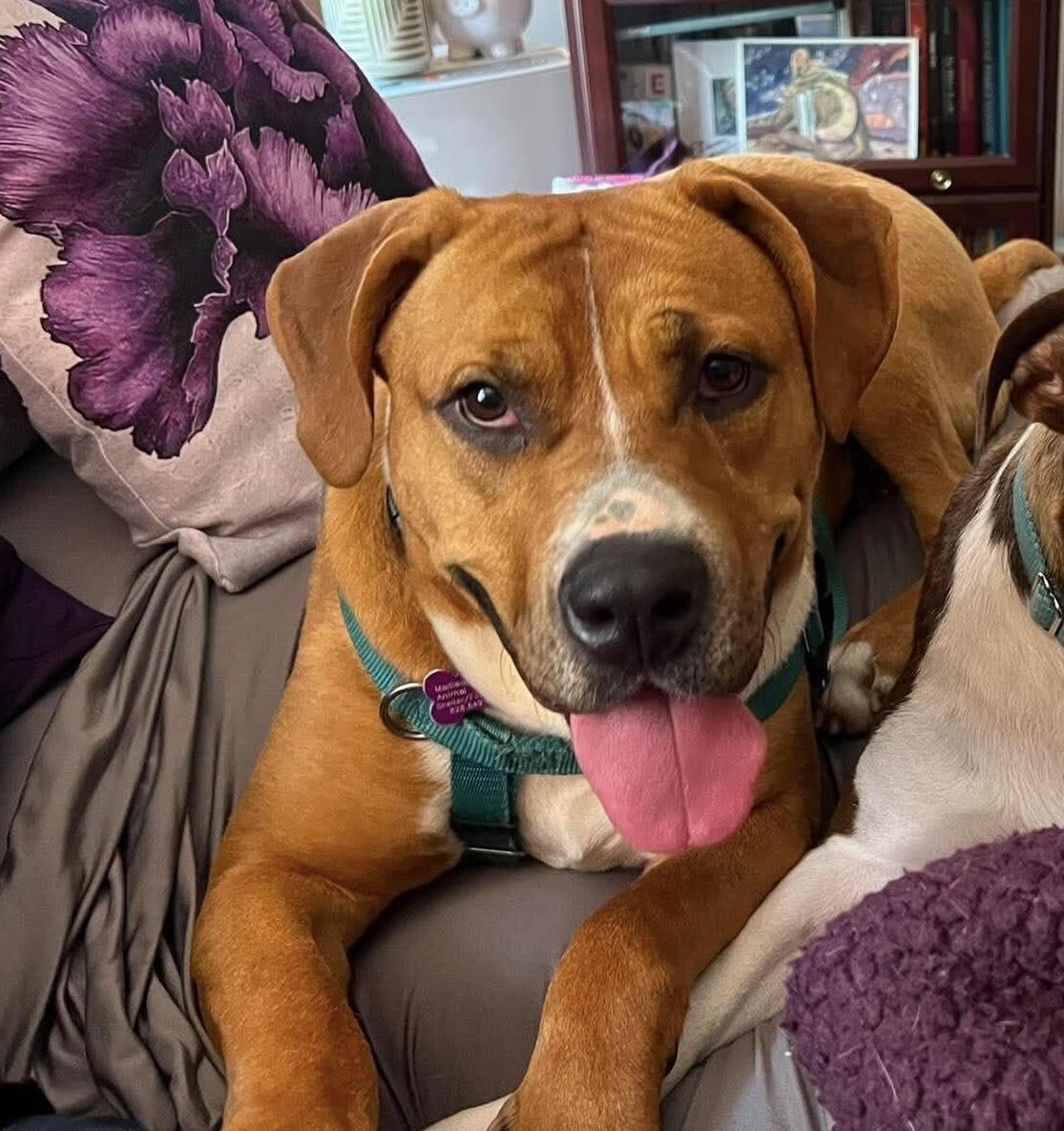 Fairy Dust, Adoptable, Adult Female Mixed Breed.