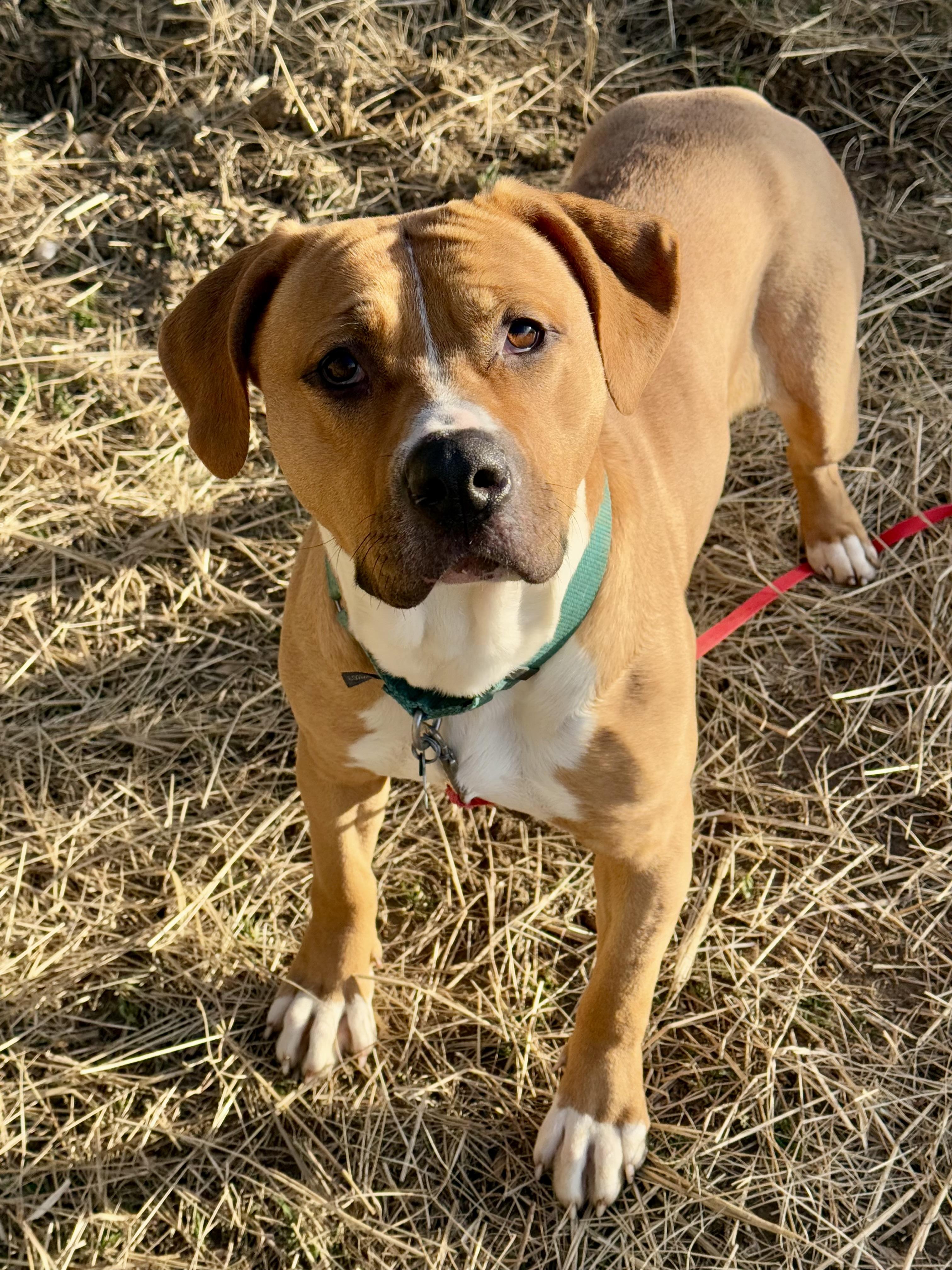 Fairy Dust, Adoptable, Adult Female Mixed Breed.