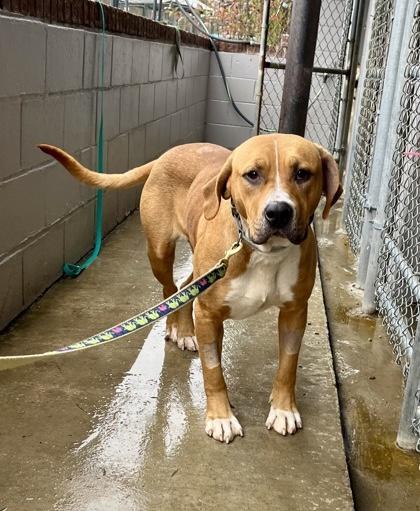 Fairy Dust, a Adoptable Mixed Breed in Marshall, NC image 3/5