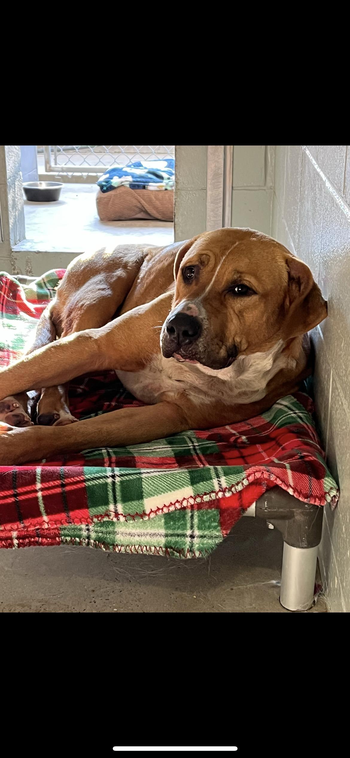 Fairy Dust, Adoptable, Adult Female Mixed Breed.