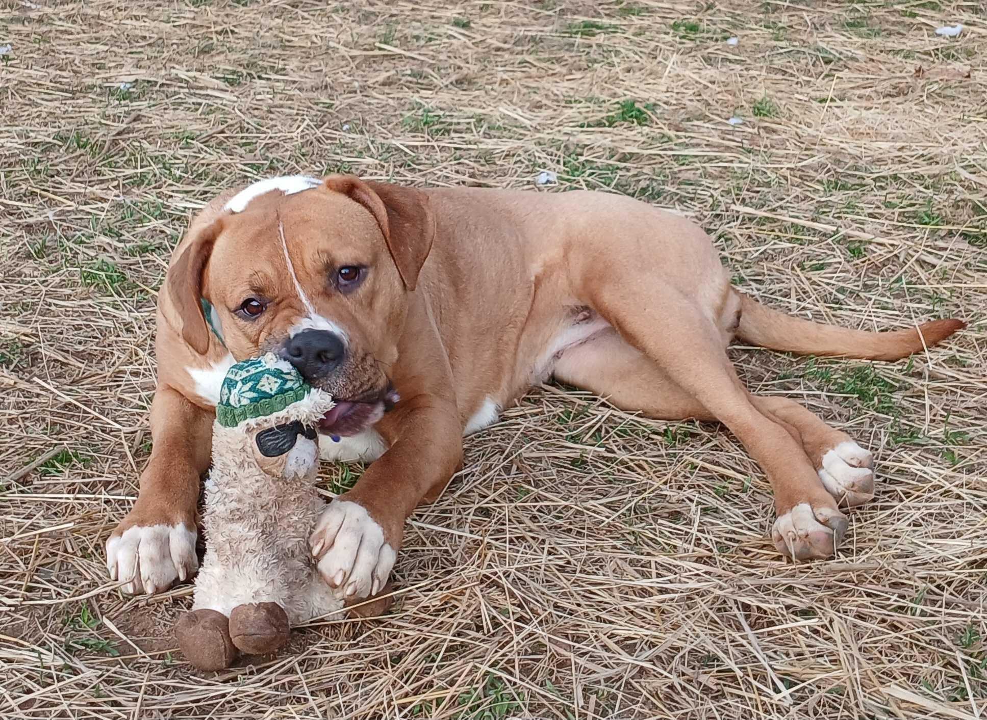 Fairy Dust, a Adoptable Mixed Breed in Marshall, NC image 1/6