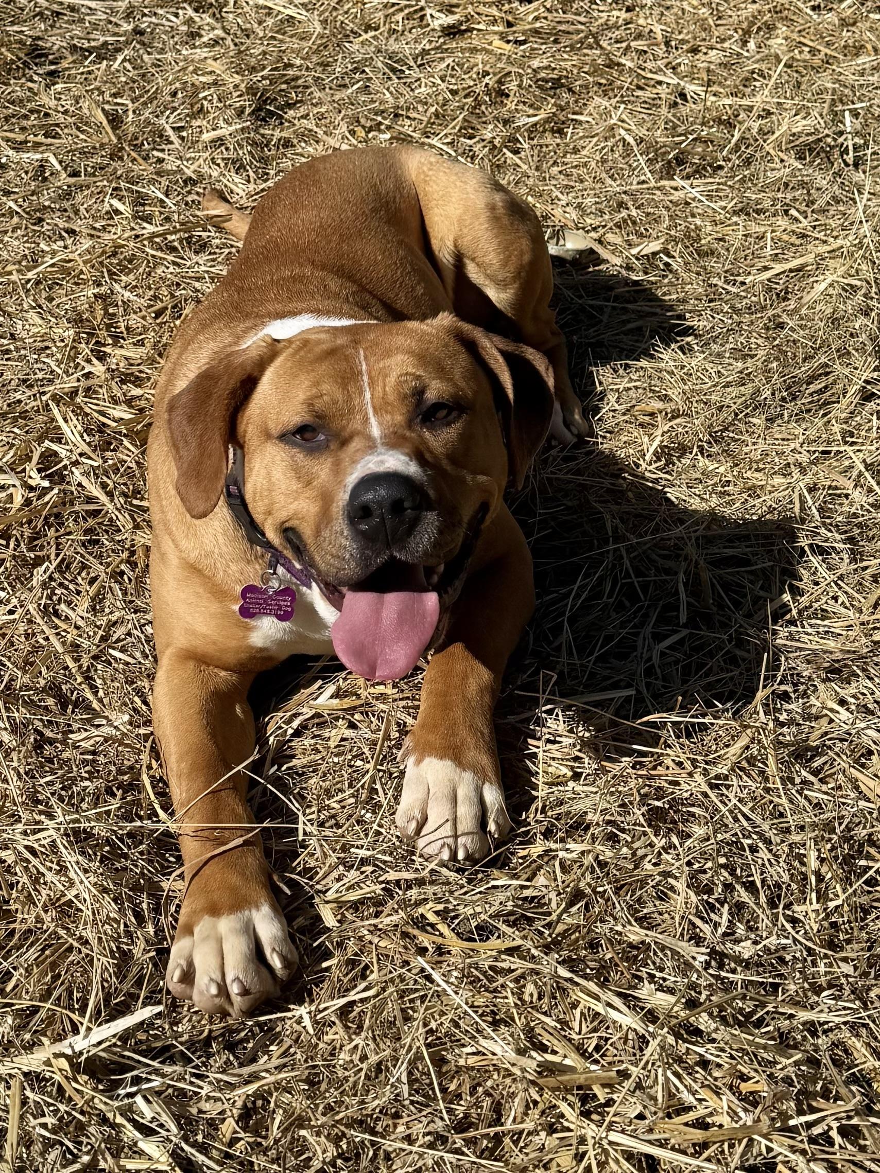 Enlarge Fairy Dust, a Adoptable Mixed Breed in Marshall, NC image 5/6