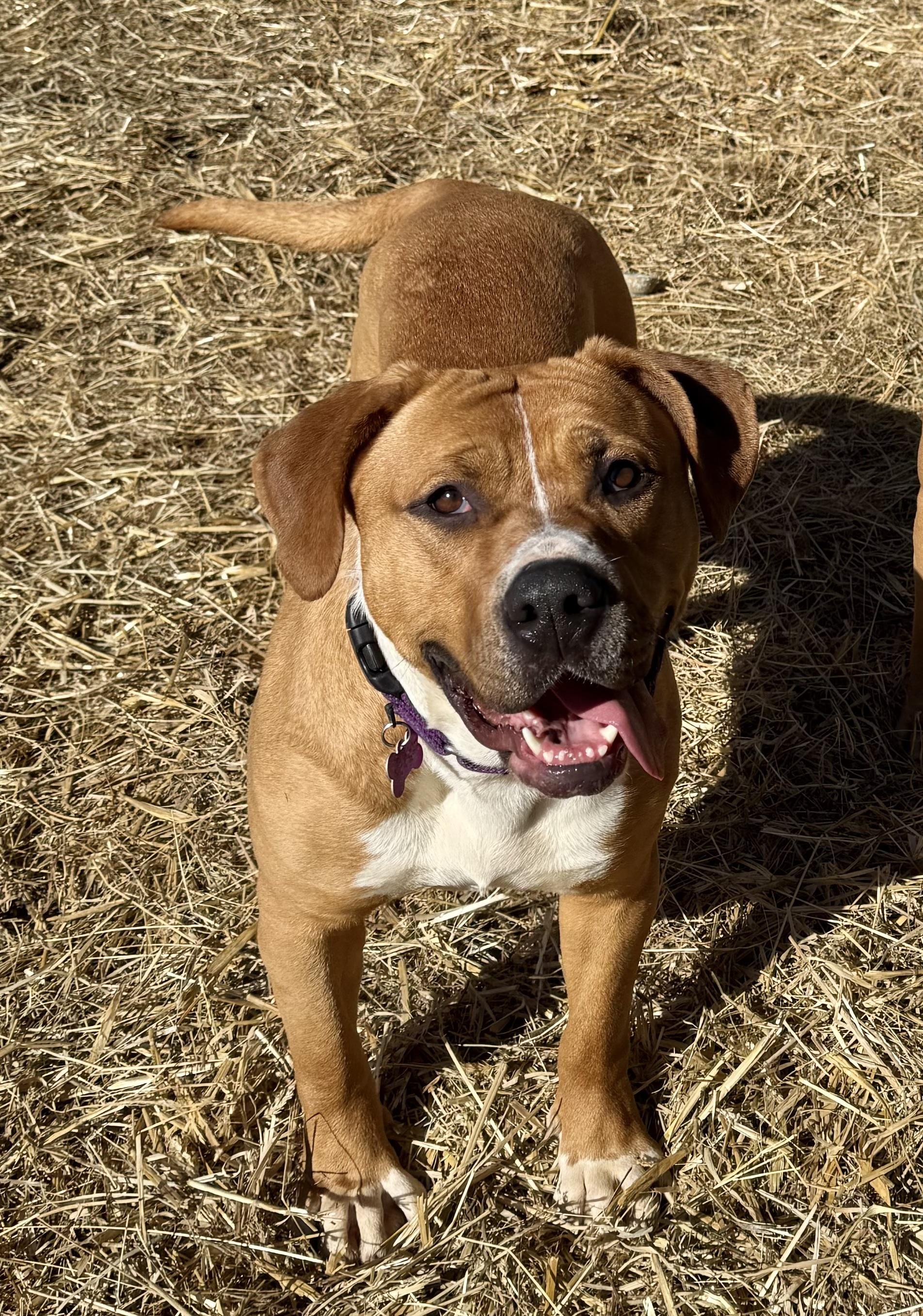 Enlarge Fairy Dust, a Adoptable Mixed Breed in Marshall, NC image 1/6