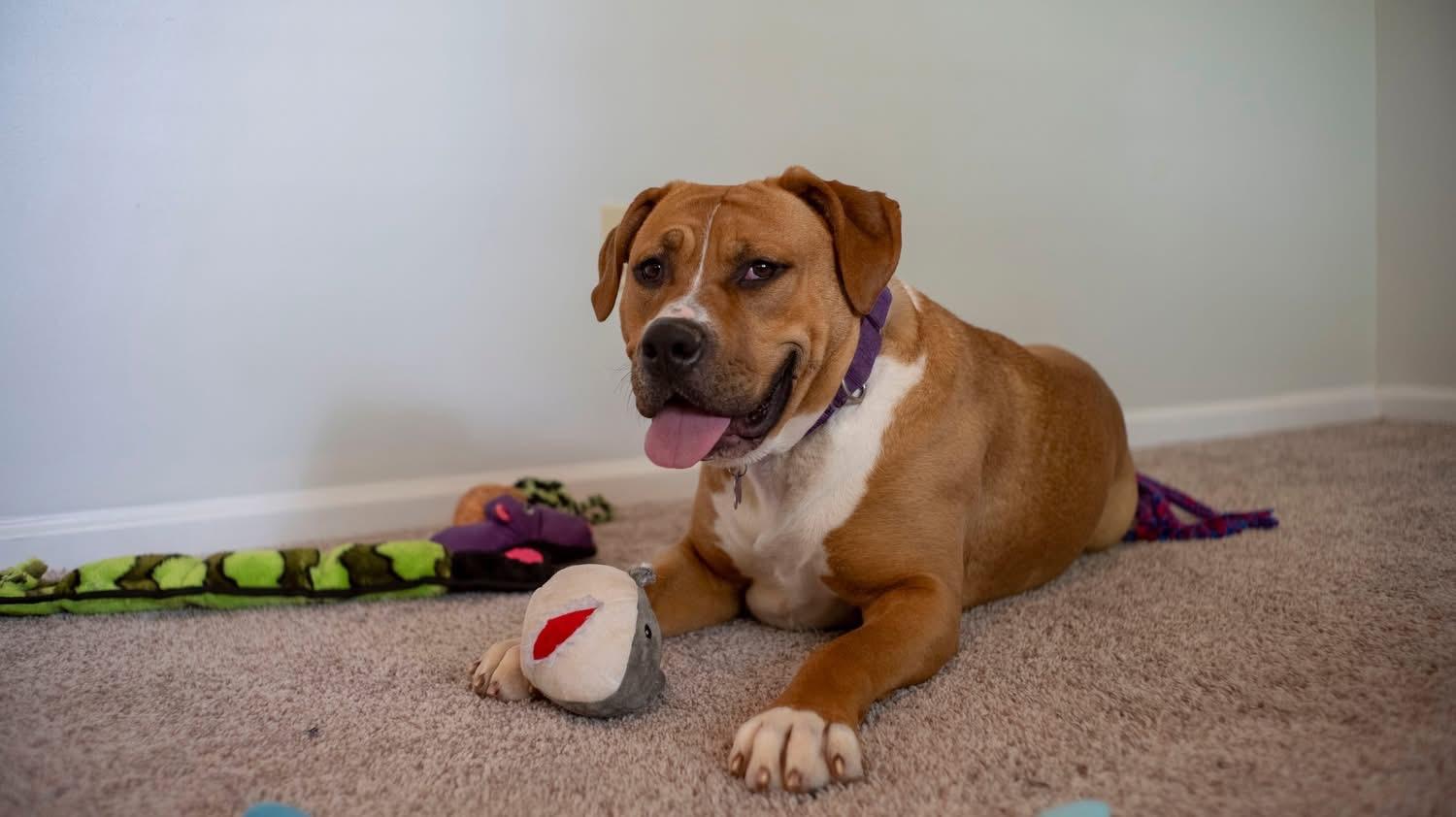 Fairy Dust, Adoptable, Adult Female Mixed Breed.