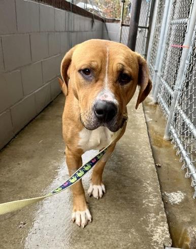 Fairy Dust, a Adoptable Mixed Breed in Marshall, NC image 5/5