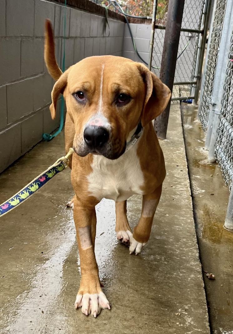 Fairy Dust, a Adoptable Mixed Breed in Marshall, NC image 1/5