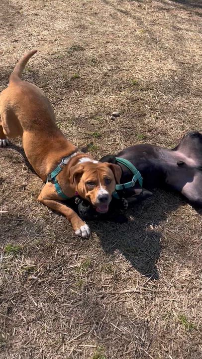 Enlarge Fairy Dust, a Adoptable Mixed Breed in Marshall, NC video 6/6