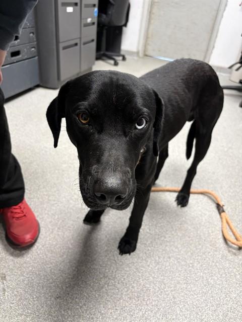 CHEVY, Adoptable, Young Male Labrador Retriever & Mixed Breed.