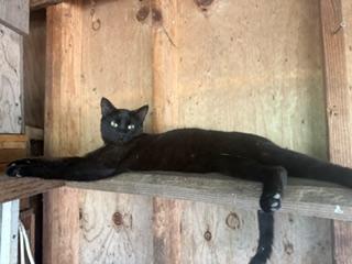 Enlarge Ruby, a Adoptable Domestic Short Hair in The Dalles, OR image 4/4