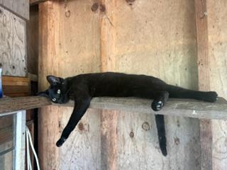 Enlarge Ruby, a Adoptable Domestic Short Hair in The Dalles, OR image 3/4