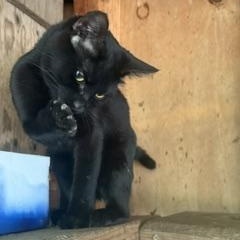 Enlarge Ruby, a Adoptable Domestic Short Hair in The Dalles, OR image 2/4