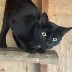 Enlarge Ruby, a Adoptable Domestic Short Hair in The Dalles, OR image 1/4