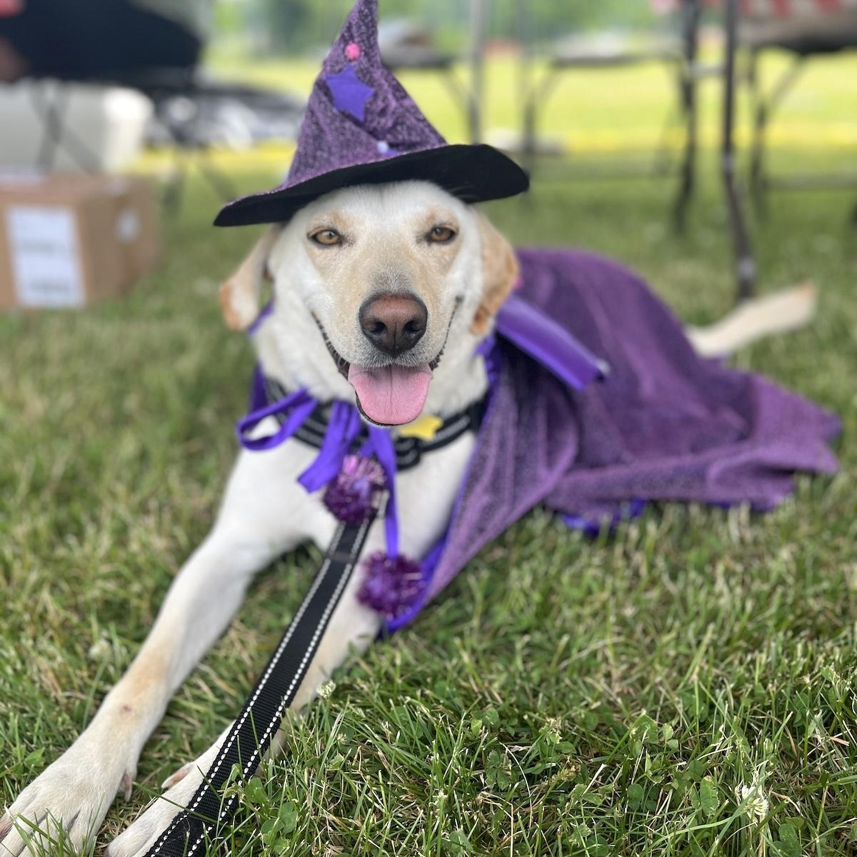 Elza, a ADOPTABLE mixed breed in Morristown, NJ image 1/6