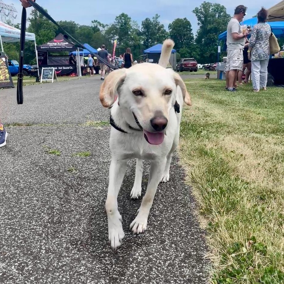 Elza, a ADOPTABLE mixed breed in Morristown, NJ image 4/6