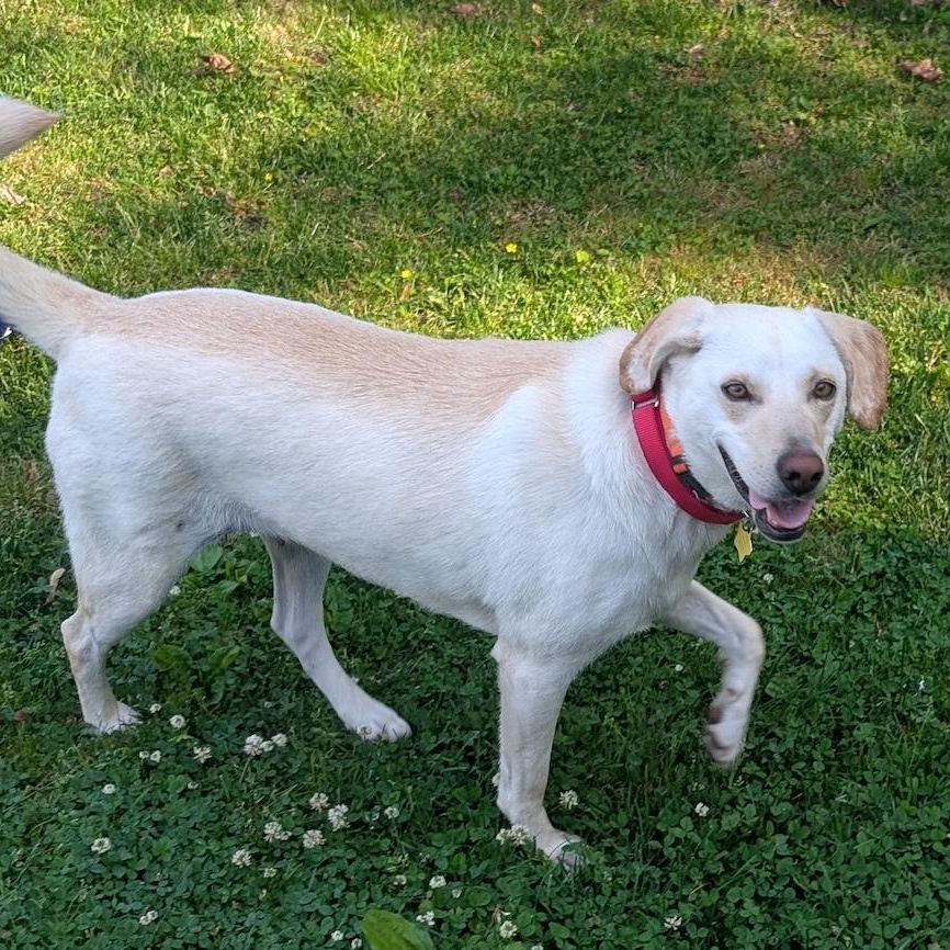Elza, a ADOPTABLE mixed breed in Morristown, NJ image 2/6