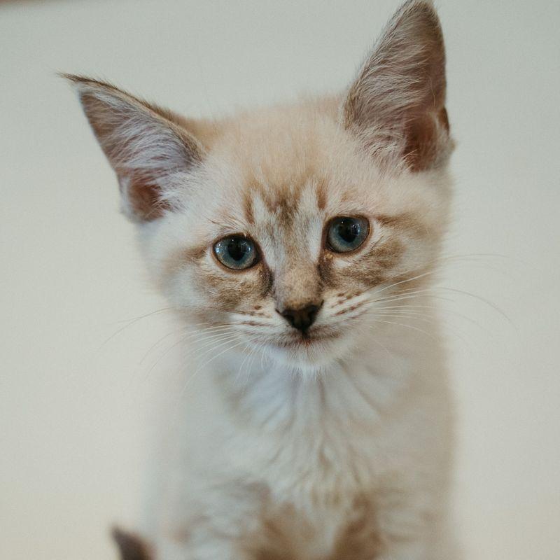 Coral, adopted, Kitten Female Siamese.