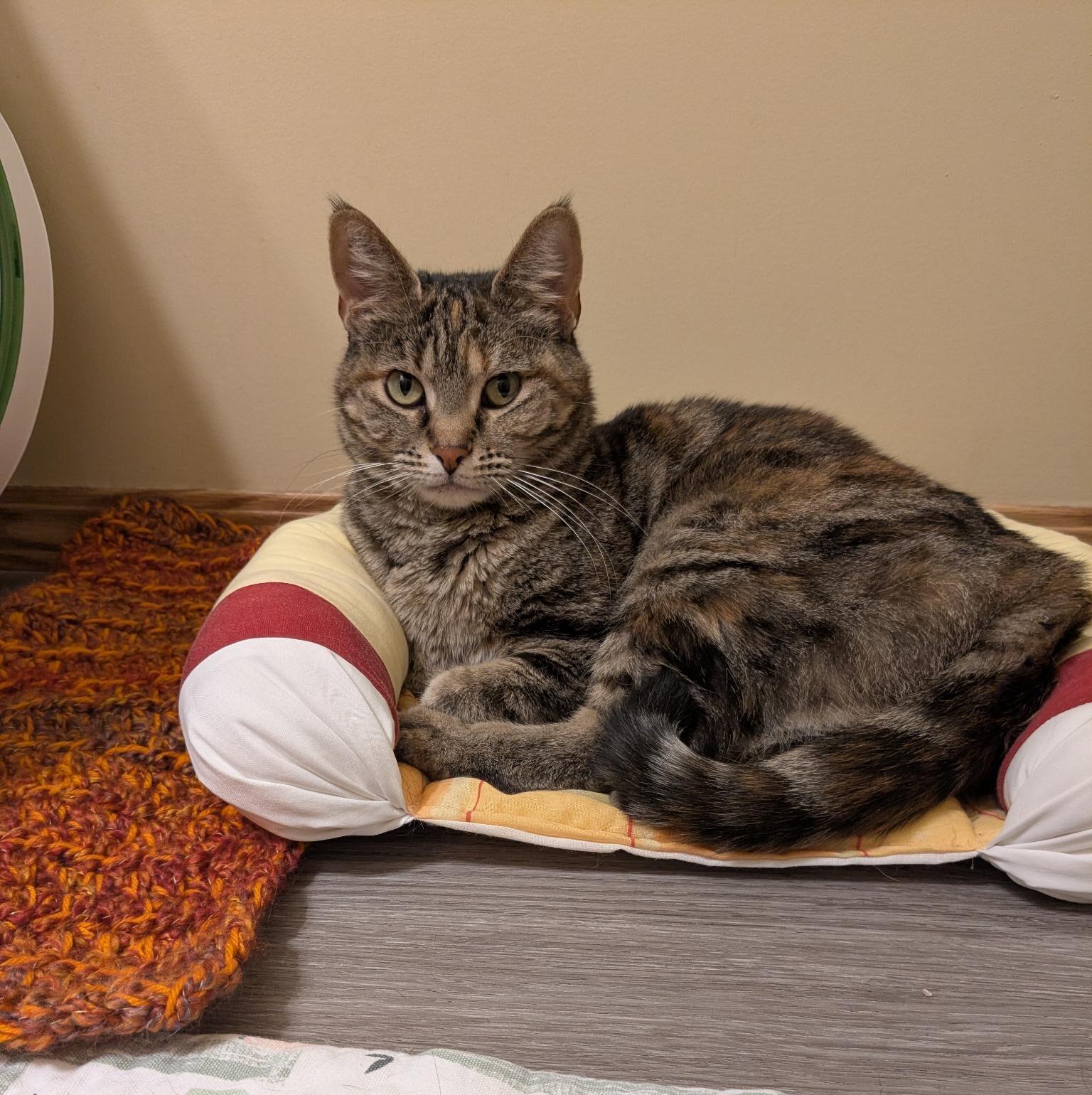 Nibbles, an adoptable Domestic Short Hair in Calgary, AB, T2E 3Z7 | Photo Image 1