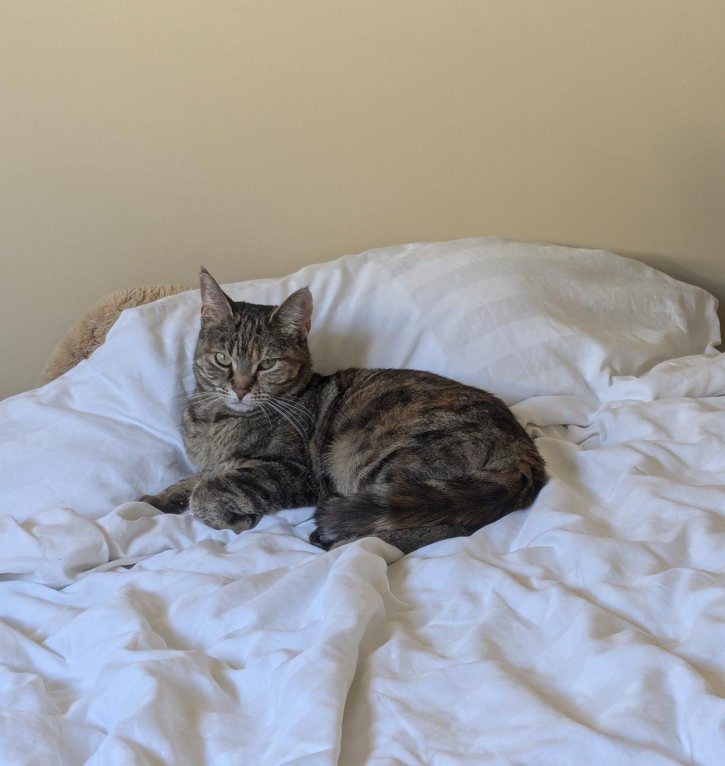 Nibbles, an adoptable Domestic Short Hair in Calgary, AB, T2E 3Z7 | Photo Image 3
