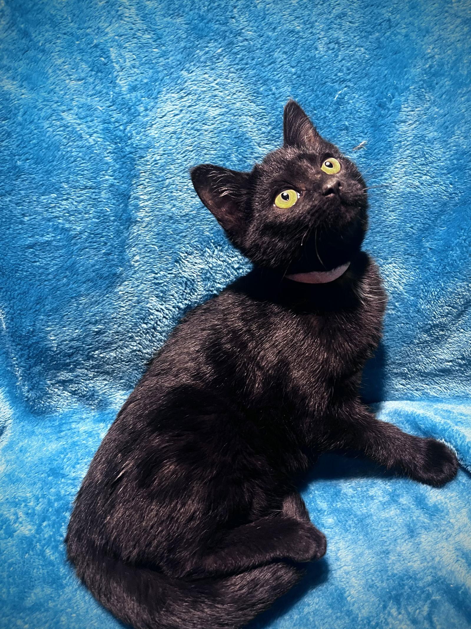 Buffy, Adoptable, Kitten Female Bombay & Domestic Short Hair.