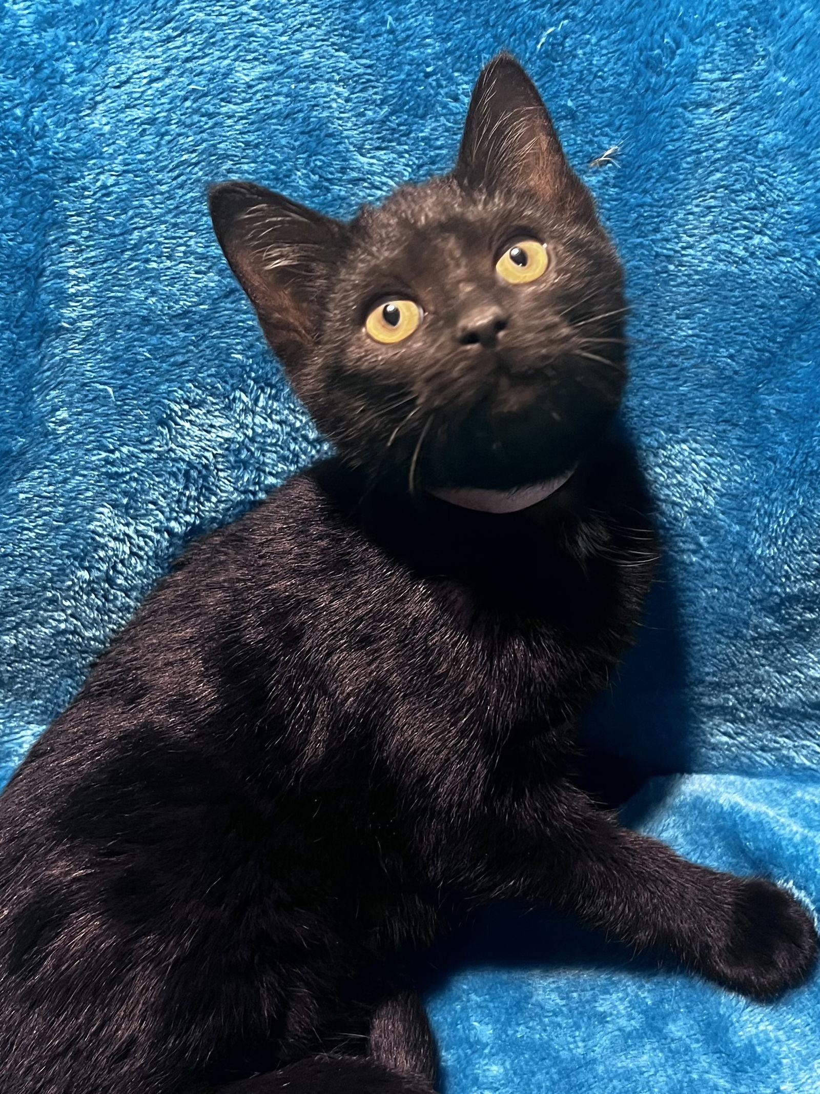 Enlarge Buffy, a Adoptable mixed breed in Cookeville, TN image 2/3