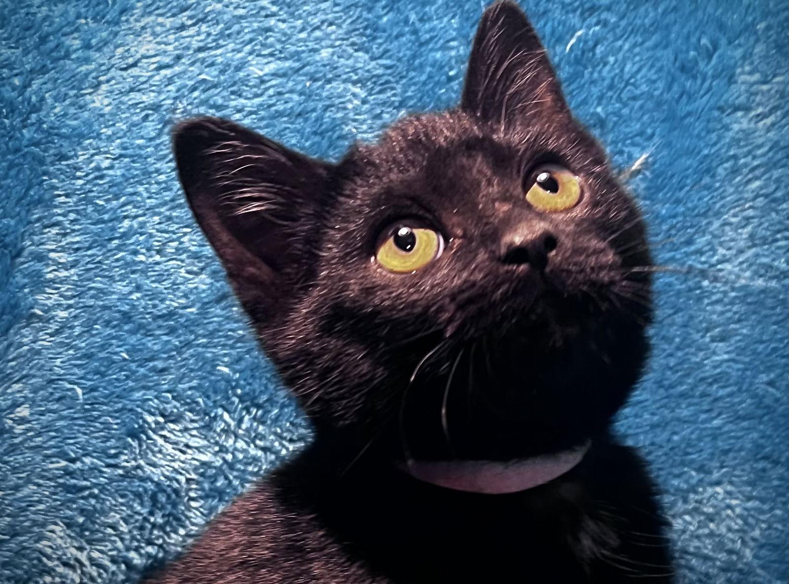 Enlarge Buffy, a Adoptable mixed breed in Cookeville, TN image 3/3