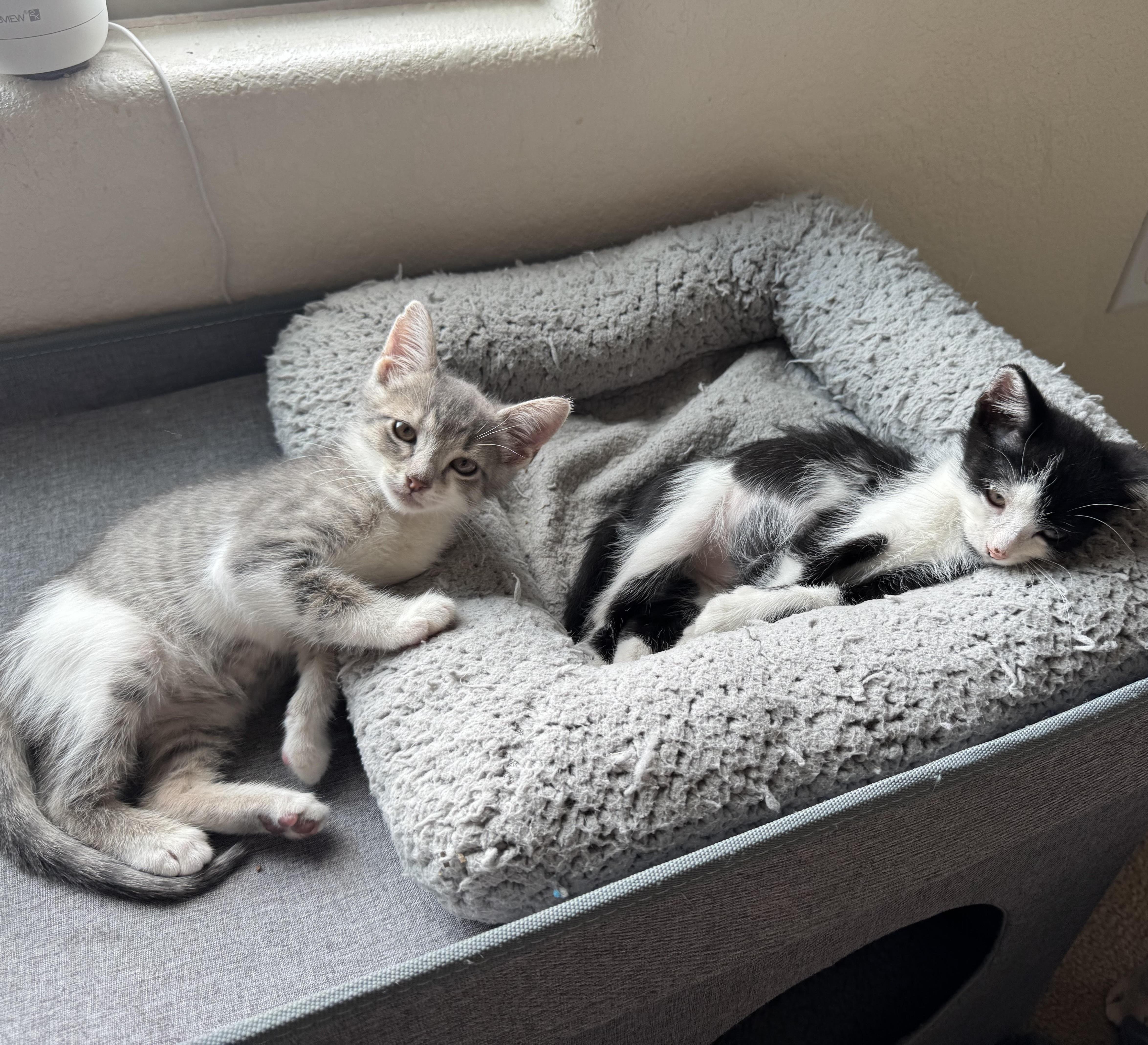 Apple & Banana #bonded-siblings