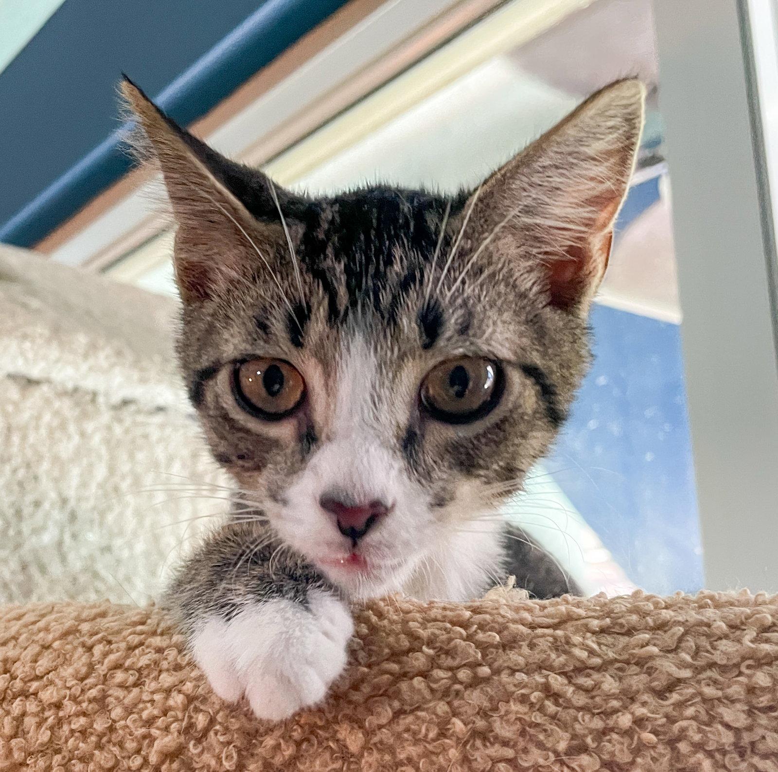 Huey, Adoptable, Kitten Male Domestic Short Hair & Tabby.