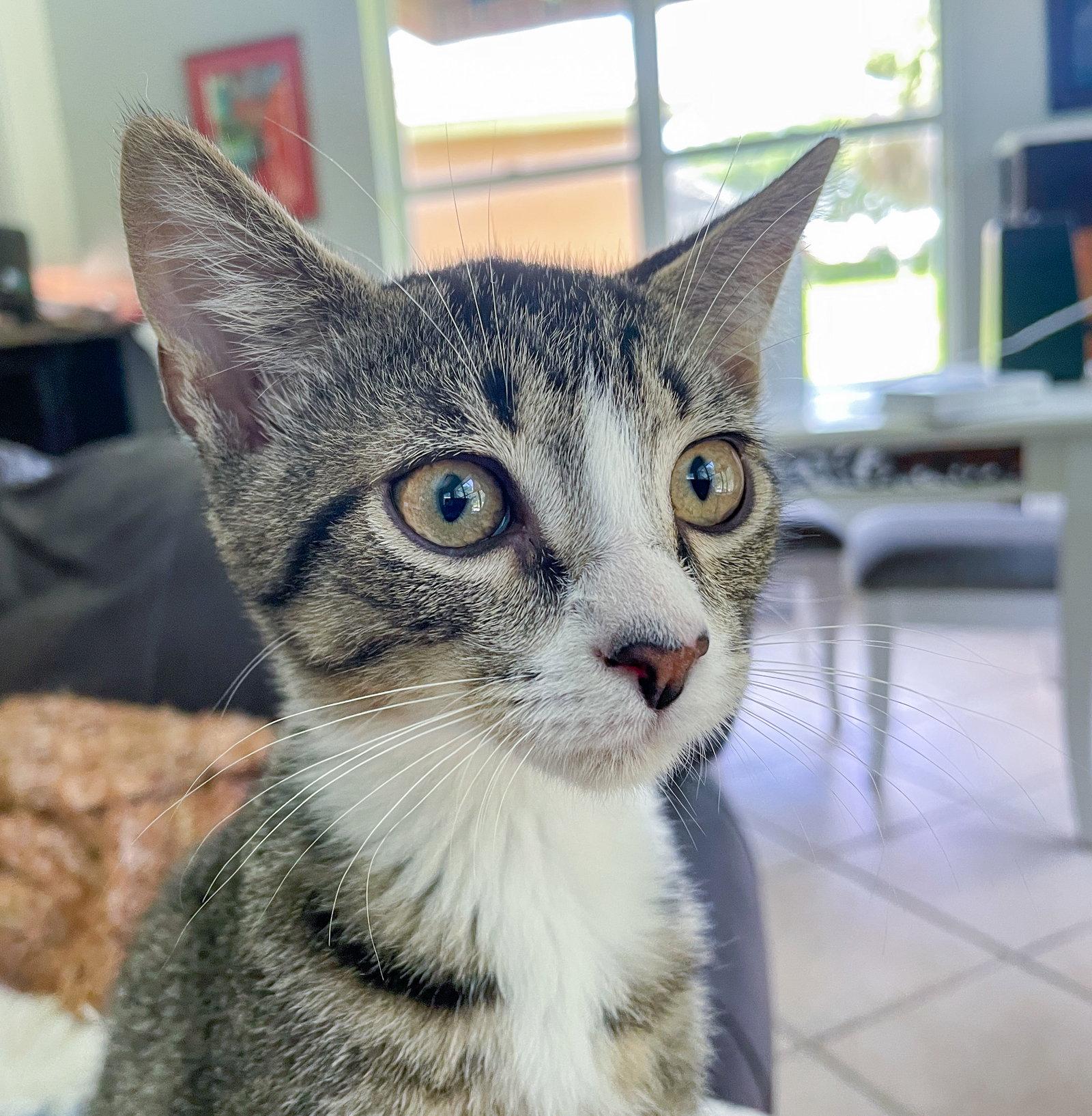 Enlarge Huey, a Adoptable mixed breed in Lighthouse Point, FL image 3/3