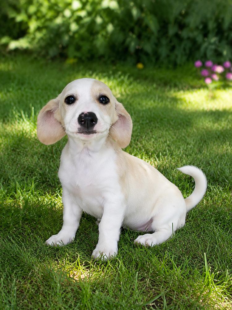 Brady Bunch - Mike, Adoptable, Puppy Male Dachshund & Australian Cattle Dog / Blue Heeler.
