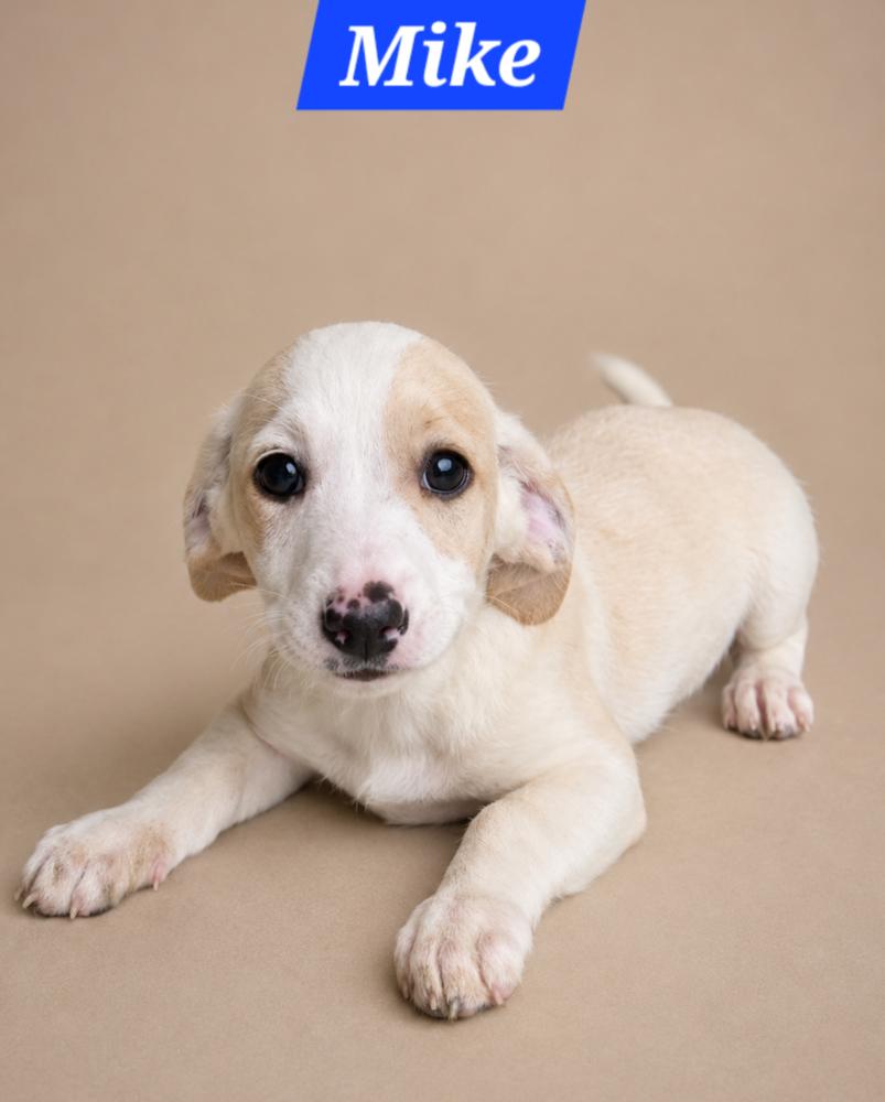 Brady Bunch - Mike, Adoptable, Puppy Male Dachshund & Cattle Dog.