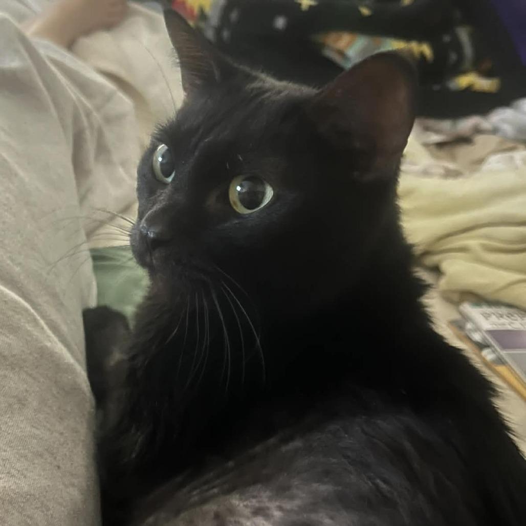 Enlarge Millie, a Adoptable Domestic Short Hair in West Olive, MI image 1/1