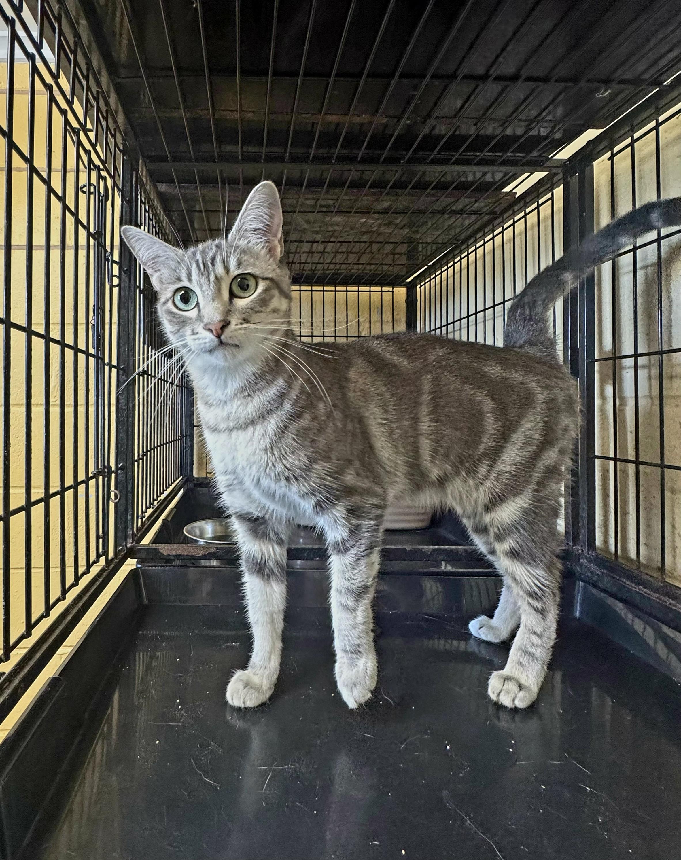 Enlarge Laya, a ADOPTABLE Tabby in Perth Amboy, NJ image 1/2