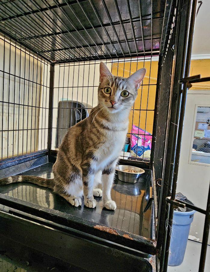 Enlarge Laya, a ADOPTABLE Tabby in Perth Amboy, NJ image 2/2