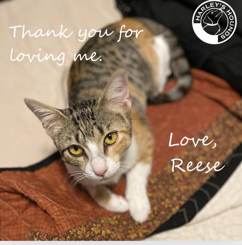 Reese, Adopted, Young Female American Shorthair.