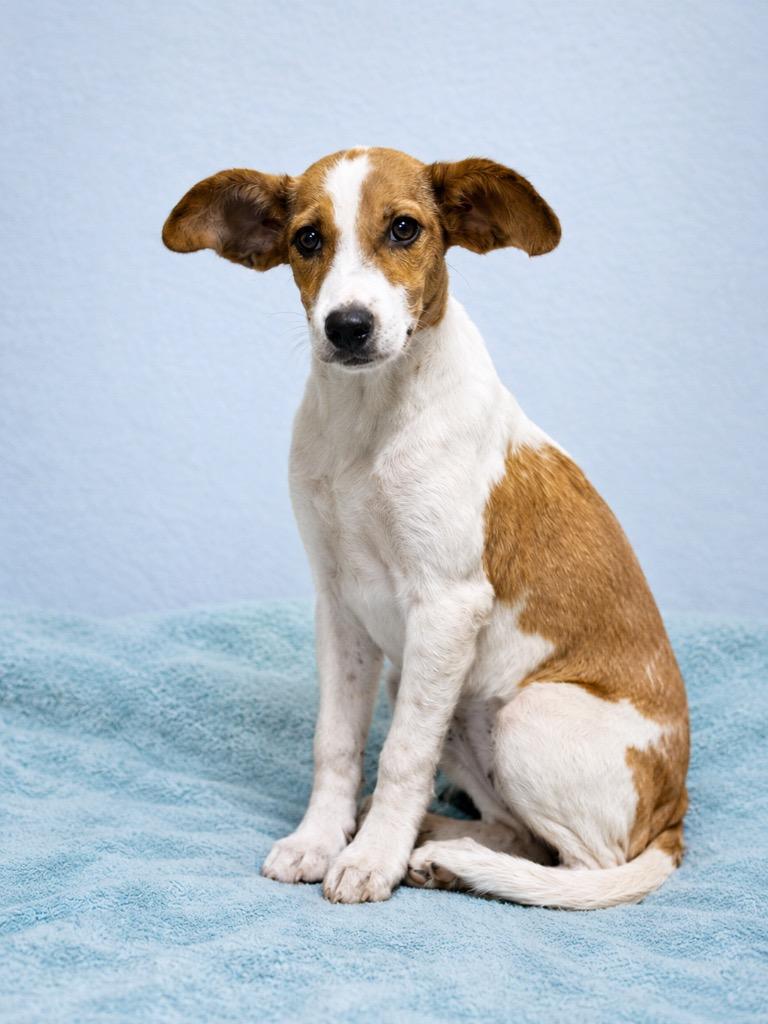 Kinsley, Adoptable, Puppy Female Hound.