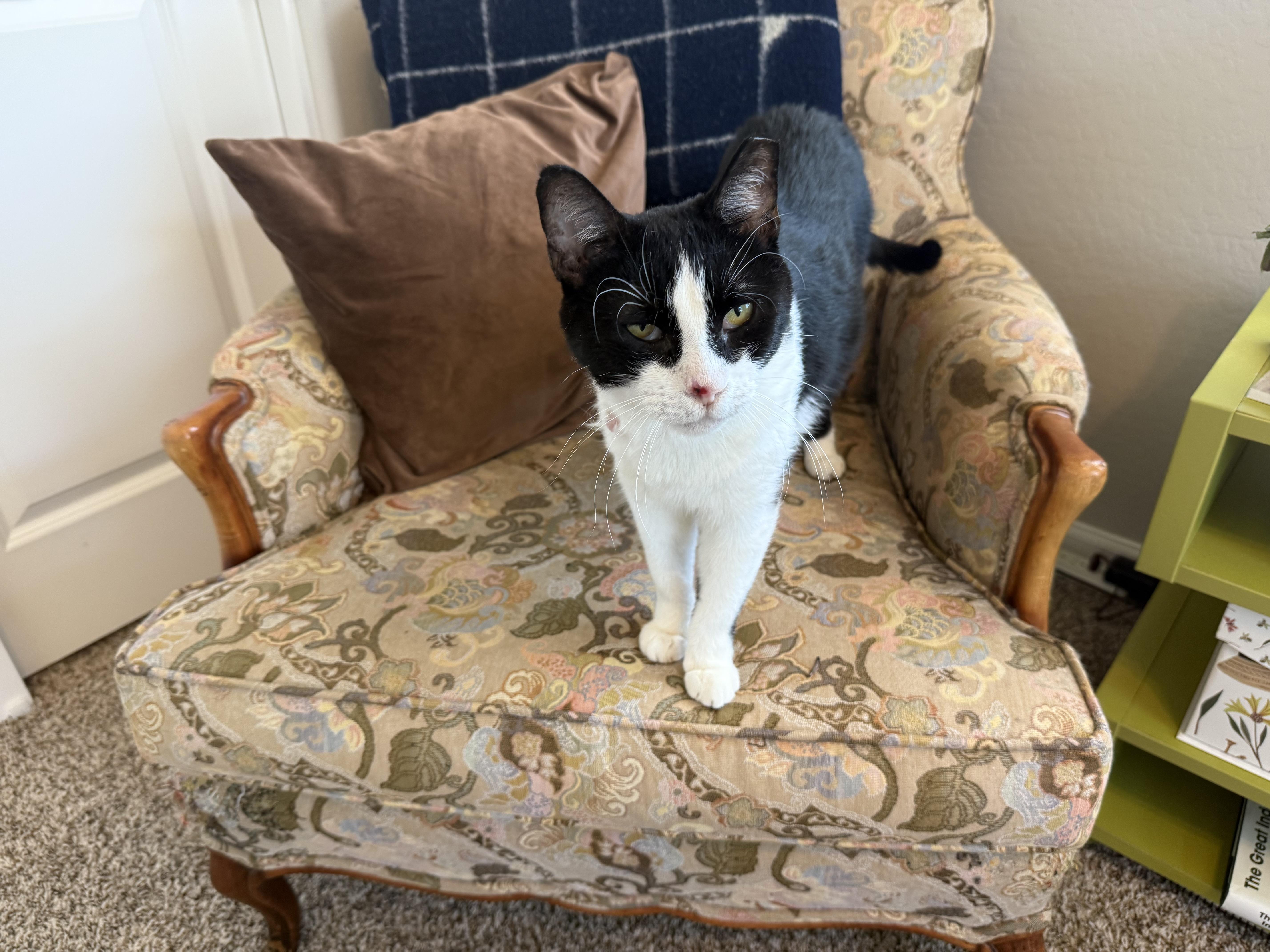 Enlarge Apollo, a ADOPTABLE Tuxedo in Peoria, AZ image 2/3
