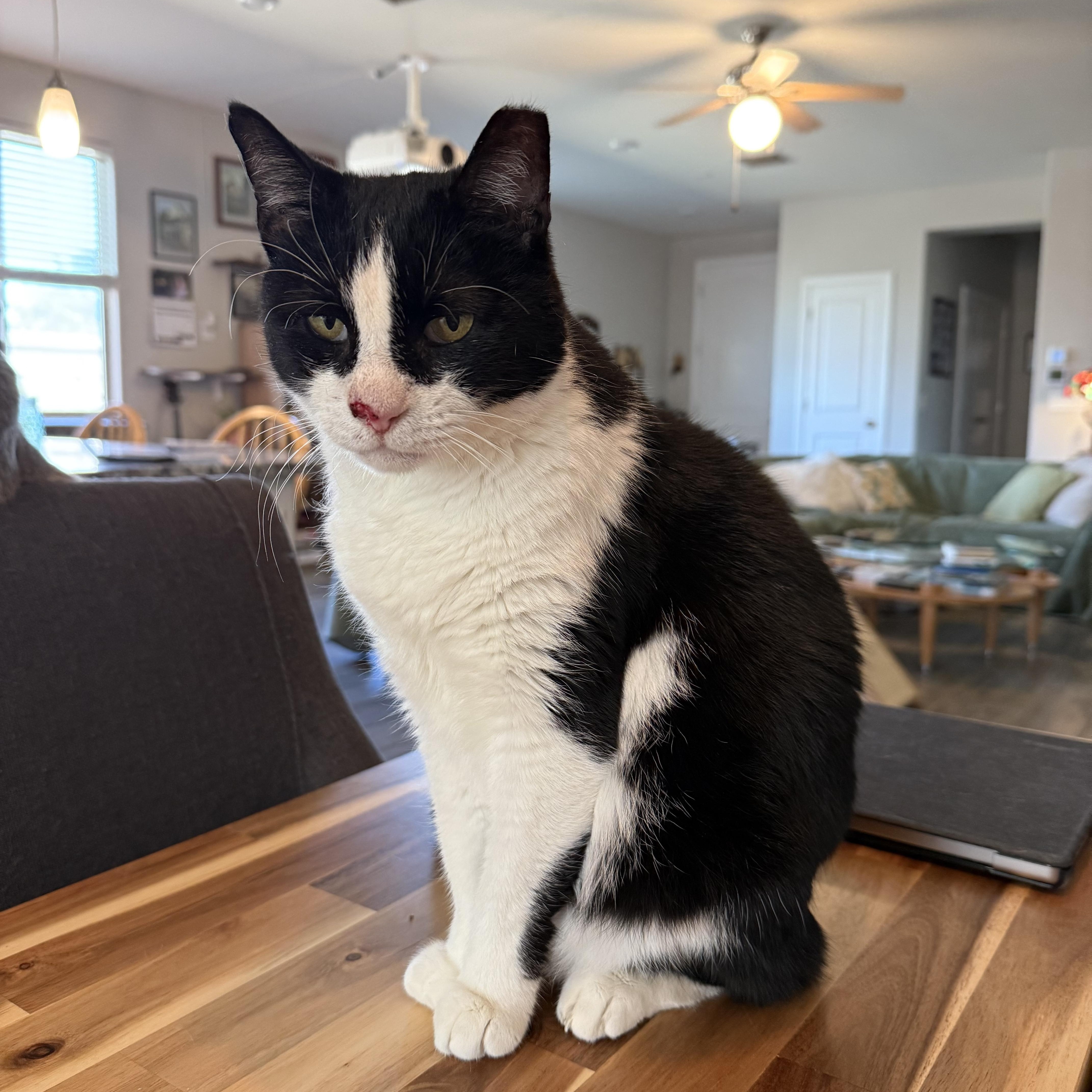 Enlarge Apollo, a ADOPTABLE Tuxedo in Peoria, AZ image 3/3