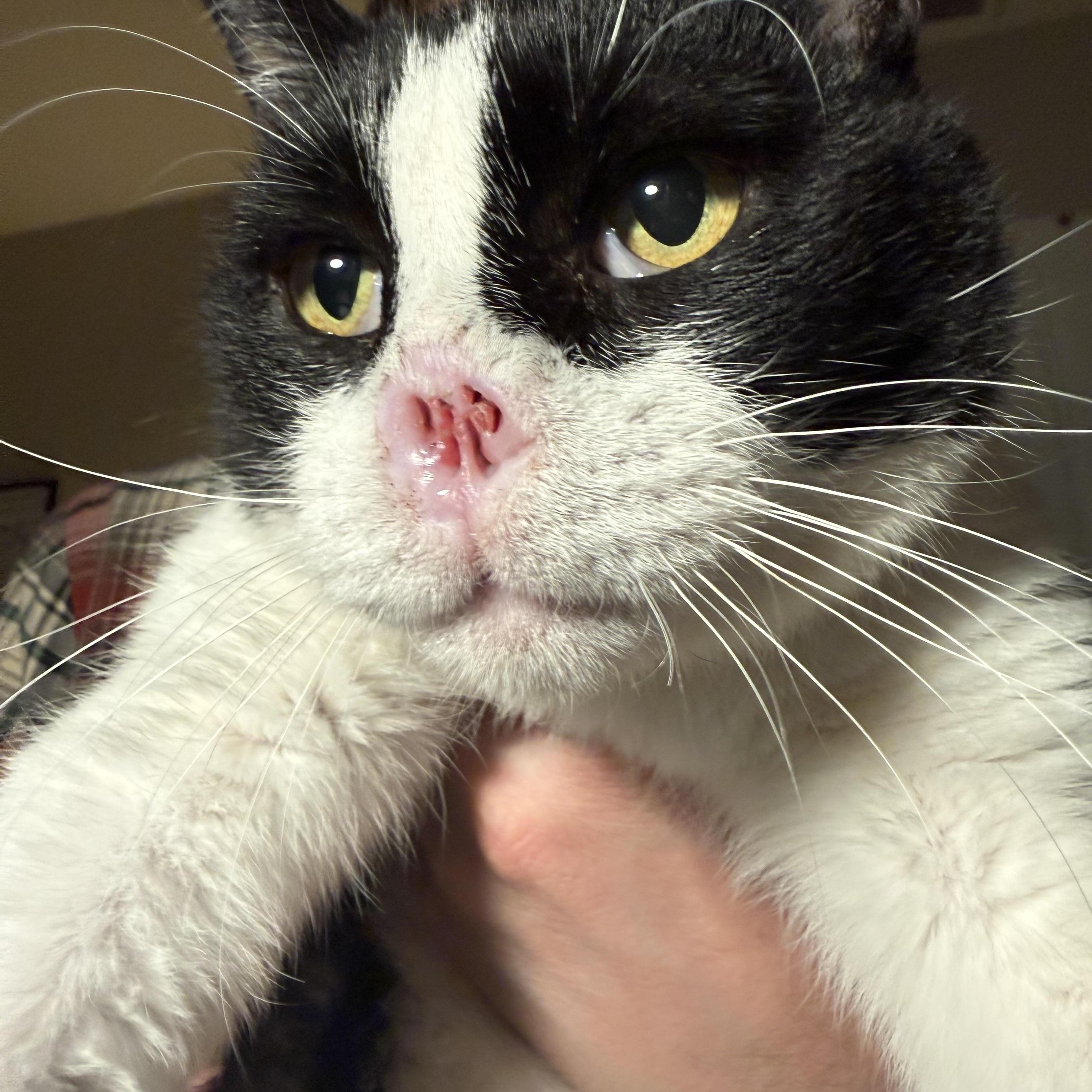 Apollo, ADOPTABLE, Adult Male Tuxedo.